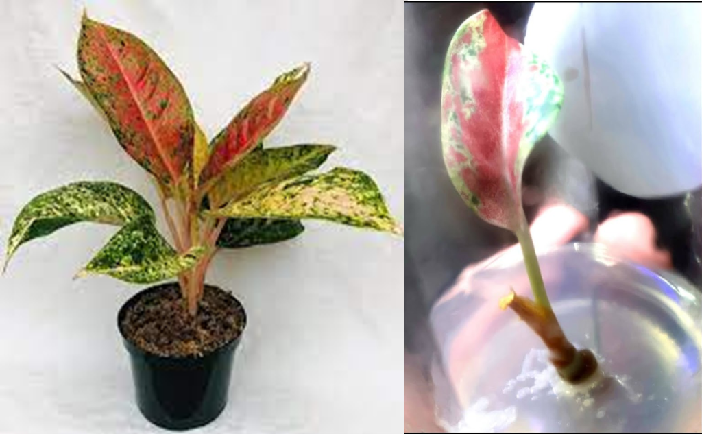 PERKEMBANGAN IN VITRO TANAMAN AGLAONEMA