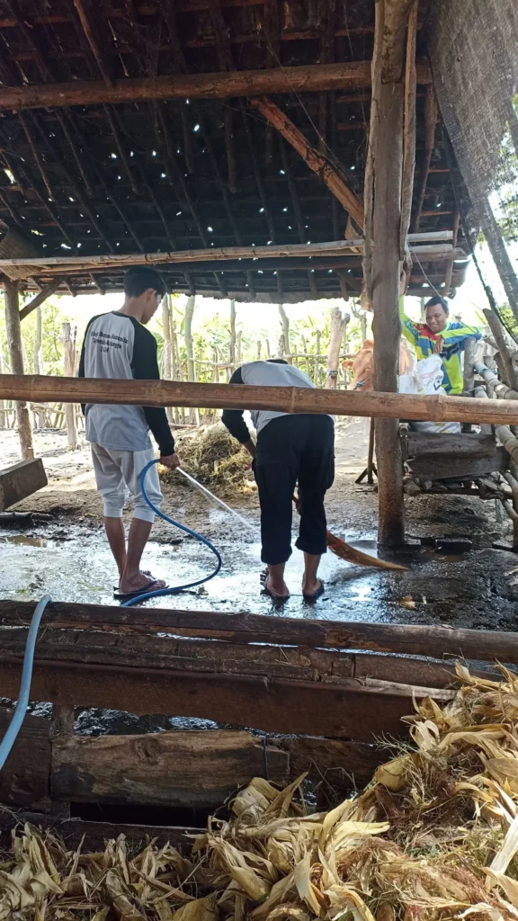 Pembersihan Kandang Ternak Desa Kalipait, Kecamatan Tegaldlimo (Sumber: Tim KKN BBK 4 UNAIR Desa Kalipait)