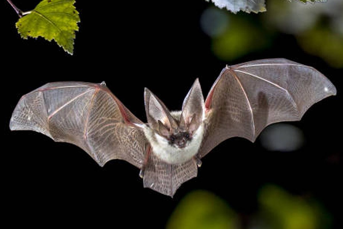 Deteksi Molekuler Klebsiella Pneumoniae Penghasil Extended Spectrum Beta-Lactamase yang Diisolasi dari Kotoran Kelelawar