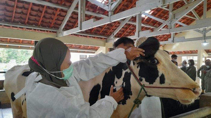 Impact of Foot and Mouth Disease Vaccination on Semen Quality in Bali Cattle