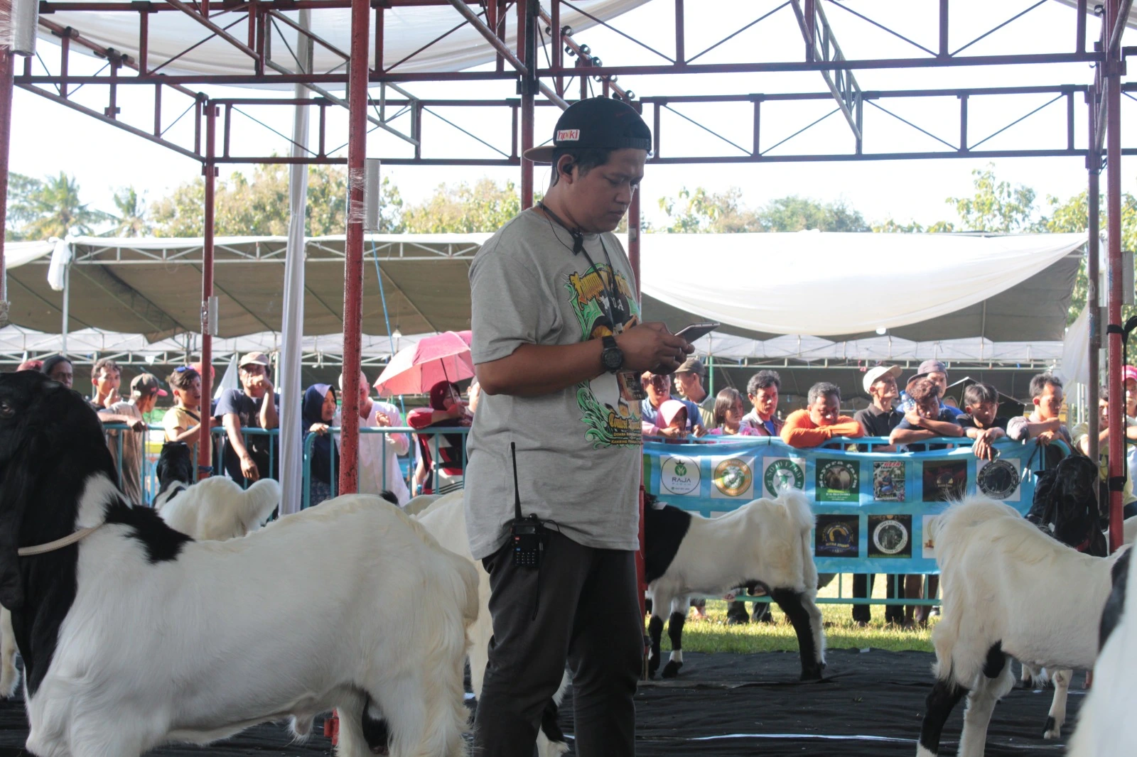 Mahasiswa Mengikuti Relawan Kontes Ternak Domba dan Kambing Banyuwangi 2024. (Foto: Istimewa)