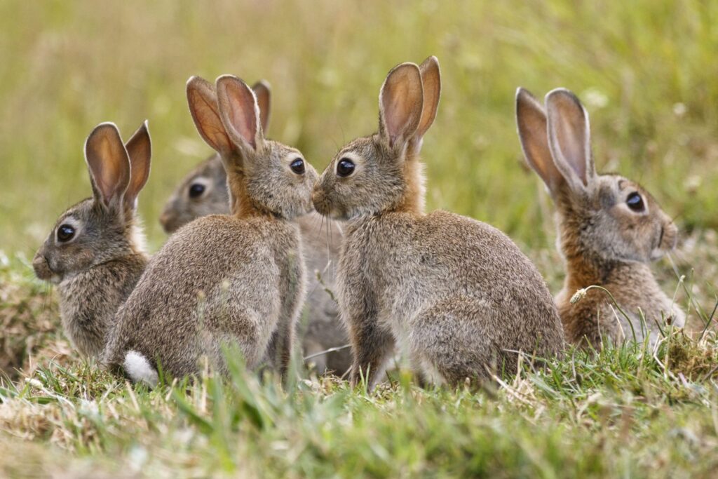 Studi Eksperimental pada Oryctolagus Cuniculus (Kelinci)