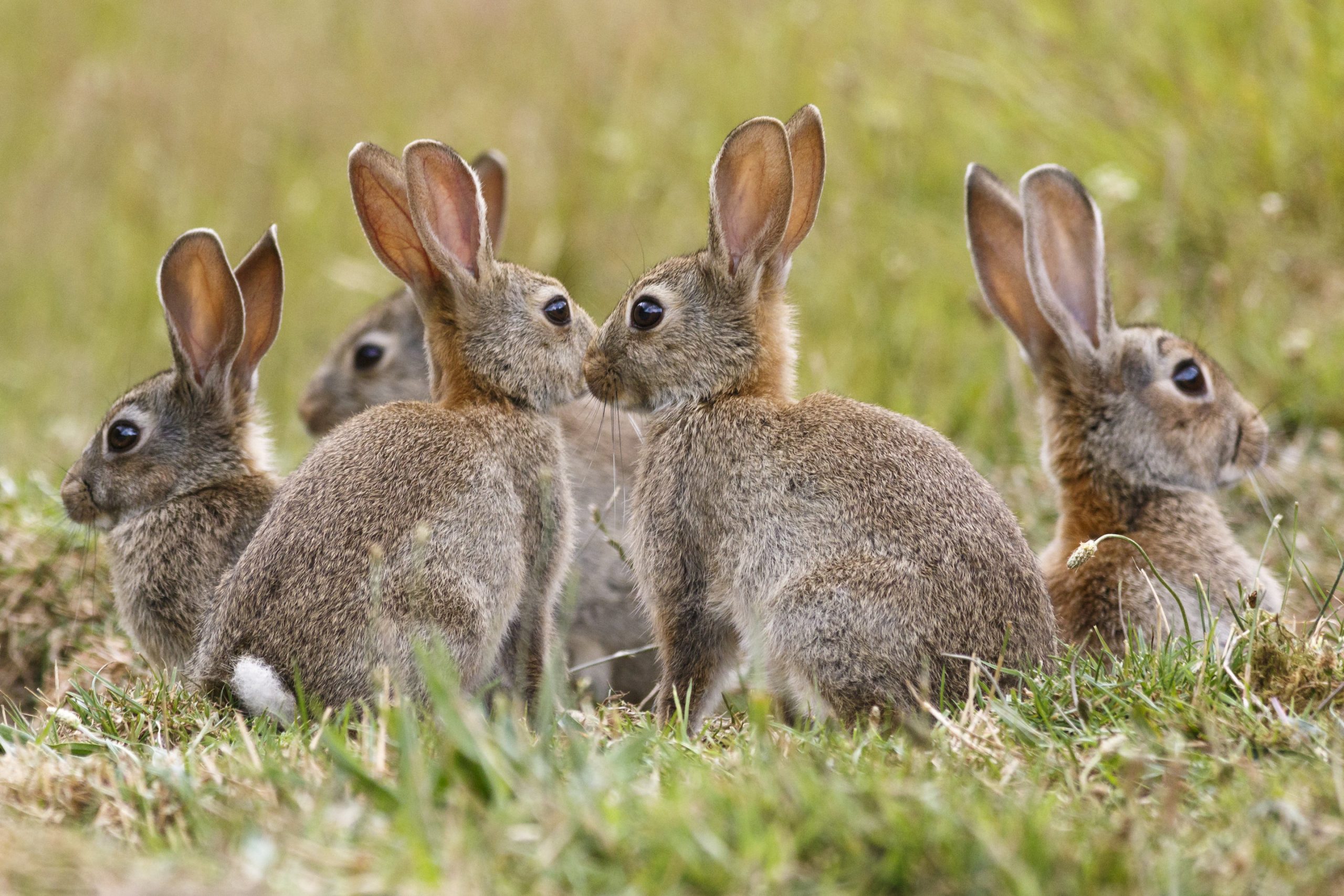 Studi Eksperimental pada Oryctolagus Cuniculus (Kelinci)