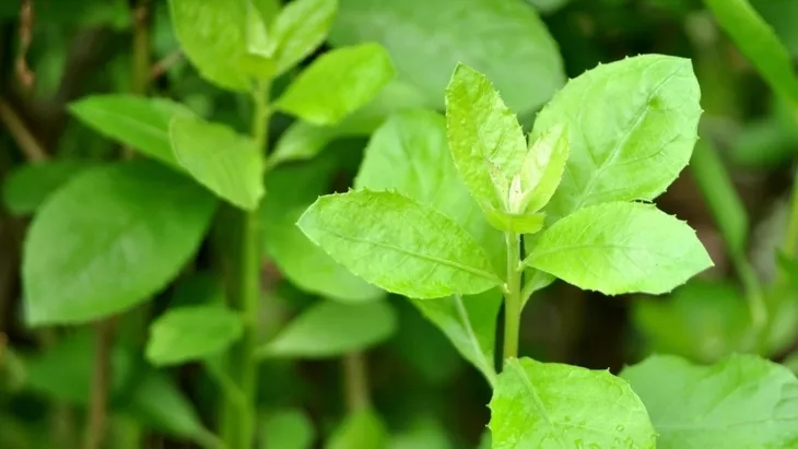 Beluntas (Pluchea indica L.) Kandidat Obat Antibiotik Potensial