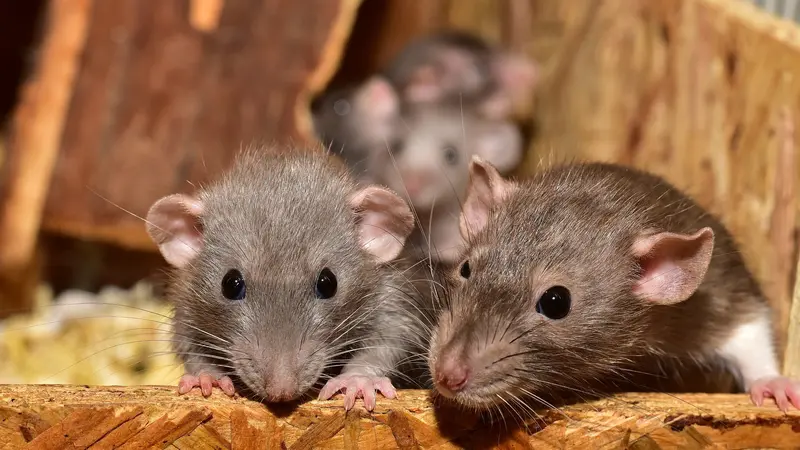 Tikus Liar di Surabaya Terdeteksi Terinfeksi Toxoplasma Gondii secara Molekuler