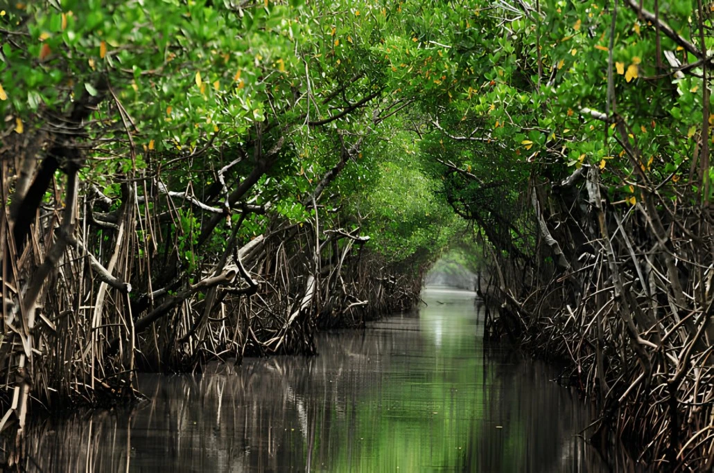 Potensi Isolat Endofit Mangrove dalam Pengembangan Senyawa Antibakteri