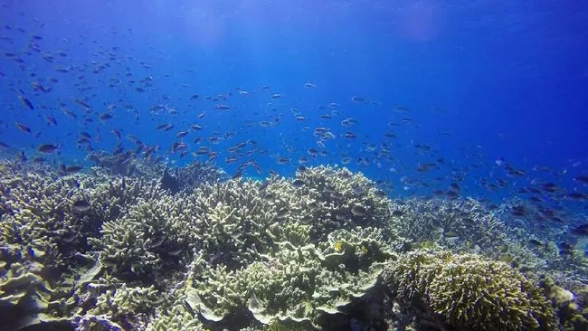 Analisis Urutan Gen Sitokrom B Mitokondria Lintah Laut Pterobdella Arugamensis