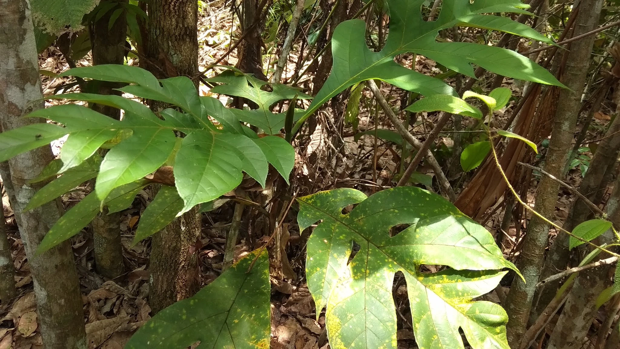 Aktivitas Antigout Ekstrak Daun Terap (Artocarpus odoratissimus Blanco)