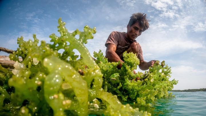 Ilustrasi petani rumput laut (Foto: ANTARA)