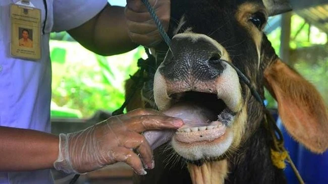 Mengungkap Wawasan tentang Tuberkulosis Sapi