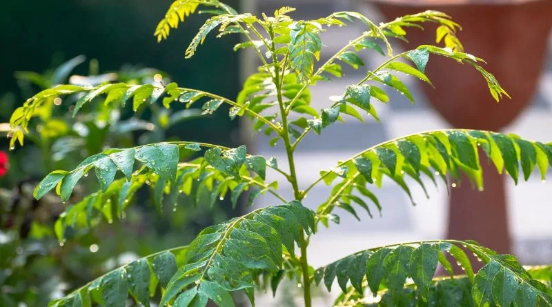 Kandungan Quercetin pada Ekstrak Etanol Daun Kari sebagai Nutrisi dalam Pakan Ternak