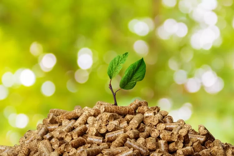 Potensi Biomassa sebagai Feedstock Oleokimia