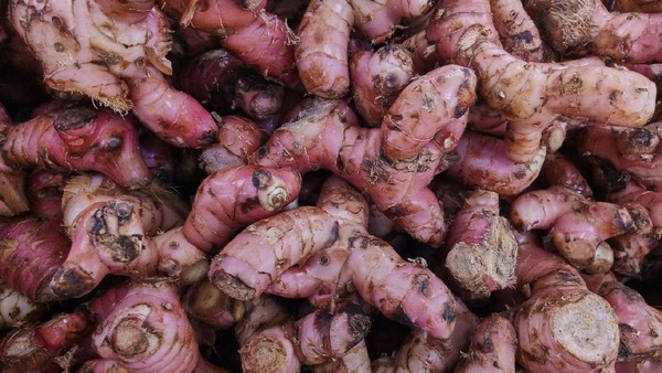 Potensi Anti-Inflamasi Jahe Merah pada Periodontitis