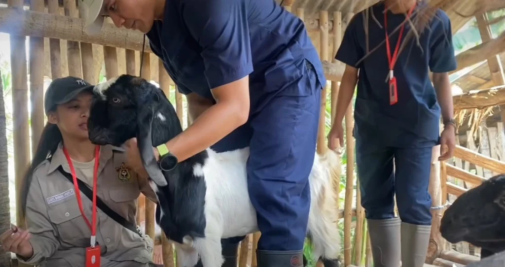 Mahasiswa FKH UNAIR sedang melakukan vaksinasi pada kambing, sebagai bagian agenda dari pengmasnas IMAKAHI