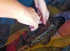 Seleksi Budidaya Ikan Kerapu Cantang