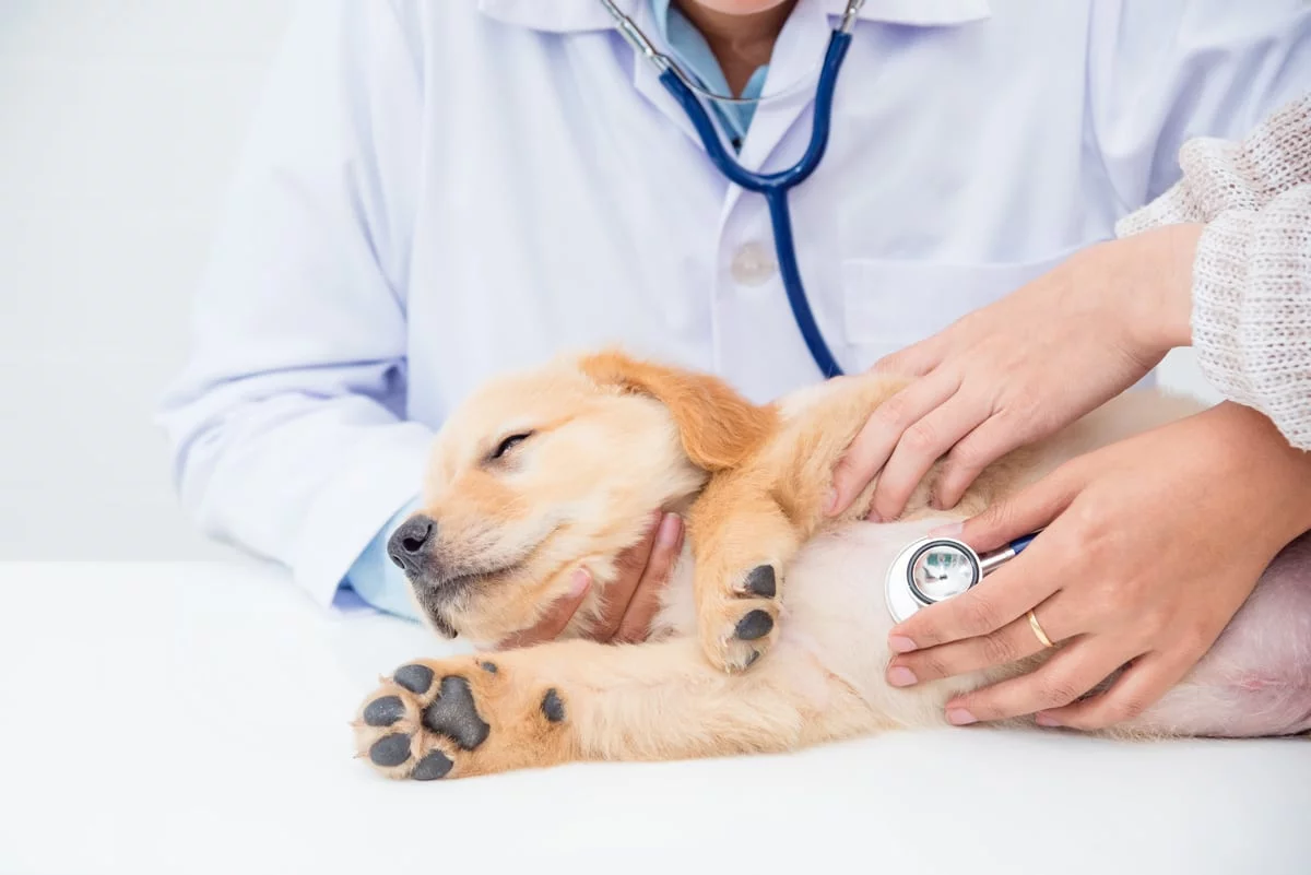 Veterinary medicine practices illustration (Photo: jendela360.com)