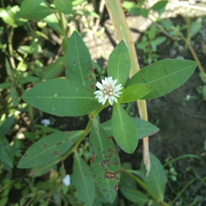 Gulma Alligator (Alternanthera philoxeroides) atau bayam dempo, kemah air atau Alligator weed selama ini dikenal sebagai gulma invasif