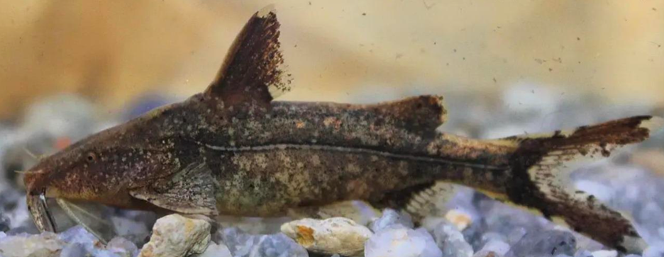 Mengungkap Keberadaan Ikan Lele Sisorid yang berdasarkan Bukti Morfologi dan Molekuler