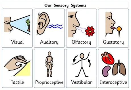 Ilustrasi sistem sensorik