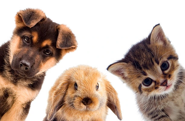 Ilustrasi pet animal (Foto: iStock)