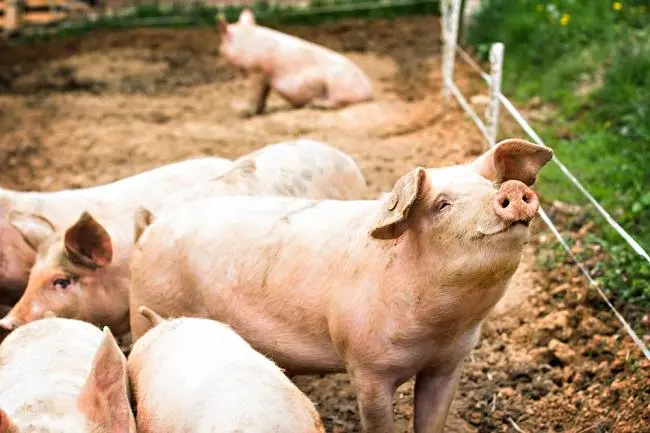 Classical Swine Fever, Mengungkap Kompleksitas Penyakit Melalui Pendekatan Multifaset