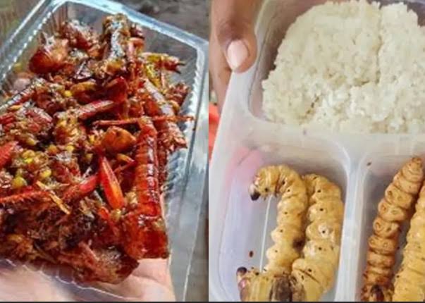 Illustration of insects for Free Nutritious Meal Program (MBG)  (Photo: Koma.id)