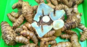 Potensi Senyawa Bioaktif dari Curcuma aeruginosa (Temu Ireng) sebagai Terapi Kanker Ovarium