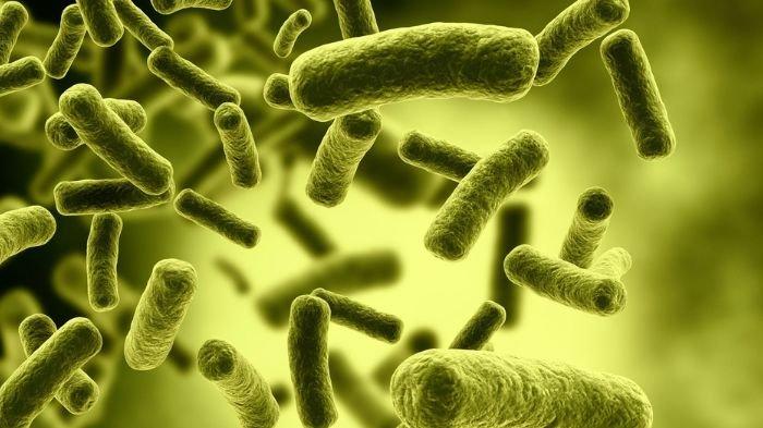Ilustrasi Bacillus cereus (Foto: Tribunnews)