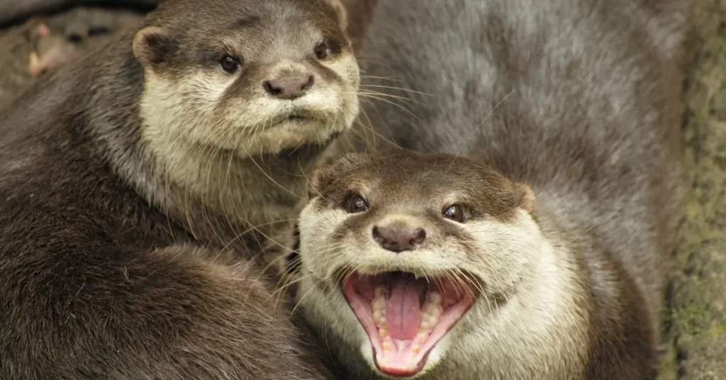 Otter showing its teeth (Photo: greenmatters.com)