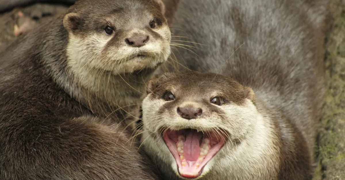 Otter showing its teeth (Photo: greenmatters.com)