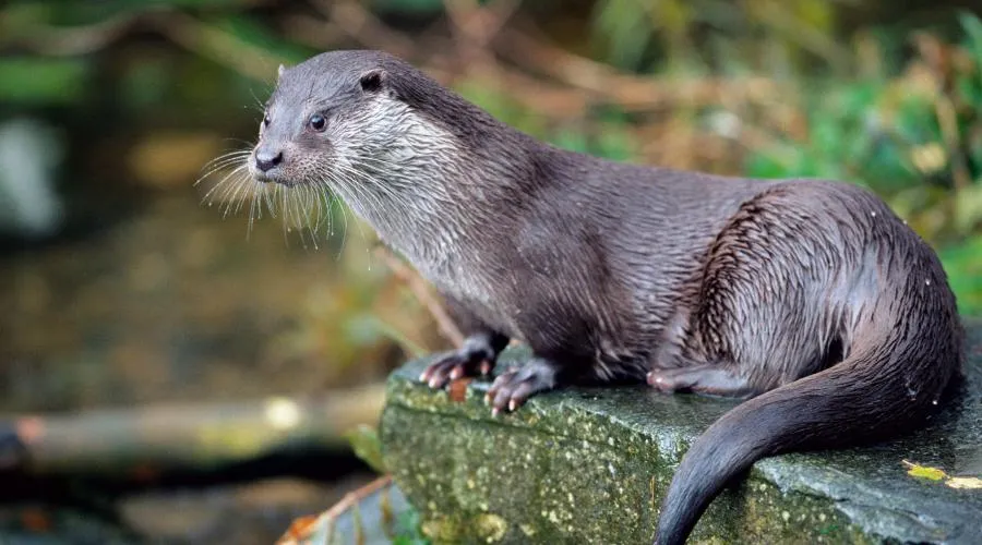 Otter, a Mammalian Species (Photo: NatureScot)