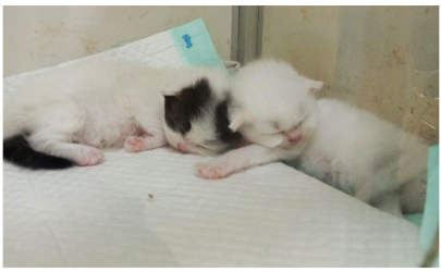 Menggemaskan Merawat Kitten Juga Perlu Perhatian Universitas