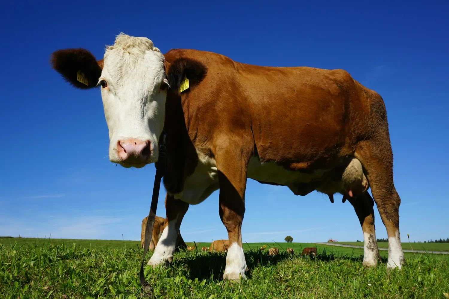 Illustration of cattle (Photo: Pexels)
