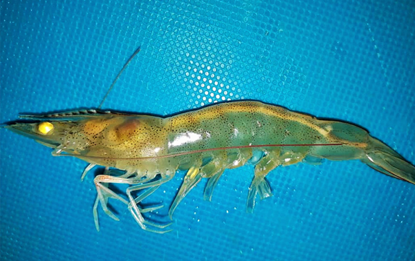 Foto: Global Seafood Alliance