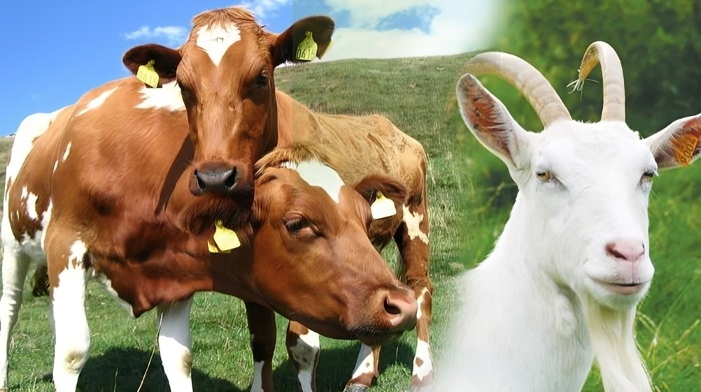 Ilustrasi hewan kurban untuk idul adha. (Sumber: Tribunnews.com)