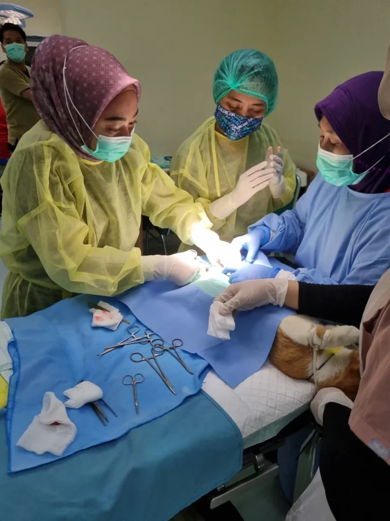 Tim pengabdian saat melakukan proses sterilisasi kucing (Foto: Narasumber)