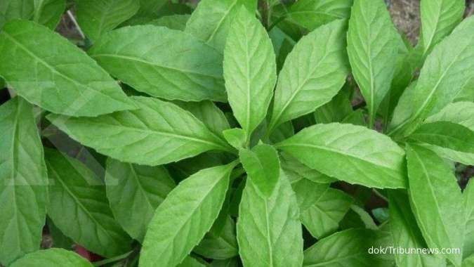 Ilustrasi Daun yang mengandung Flavonoid (Sumber: Cari Tahu _ KONTAN)