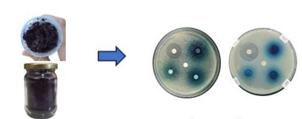 Uji aktivitas antibakteri ekstrak bunga telang (Shoviantari et al., 2025)