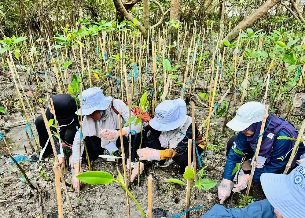 Susur dan Tanam Mangrove di Ekowisata Mangrove Wonorejo oleh Delegasi AUN Summer Camp (Foto: Dok. Pribadi)