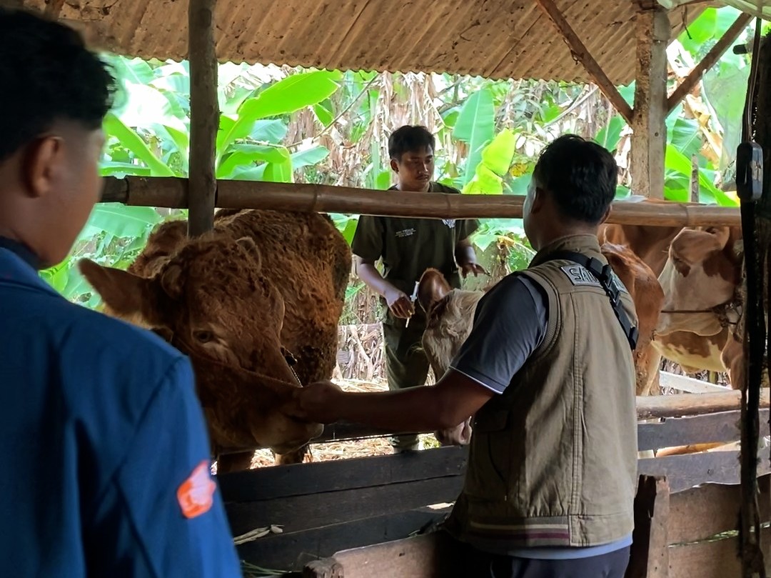 Potret BEM UNAIR Melakukan Injeksi Vitamin untuk Sapi Warga Dusun Mendiro (Foto: Istimewa)