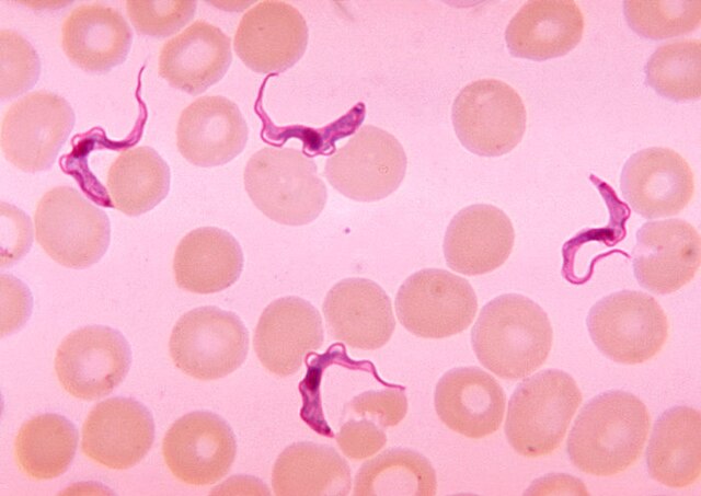 Ilustrasi Trypanosoma (sumber: wikipedia)