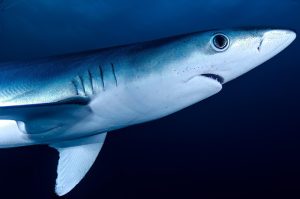 Ilustrasi ikan hiu sebagai menu MBG. (Foto: pixabay.com)