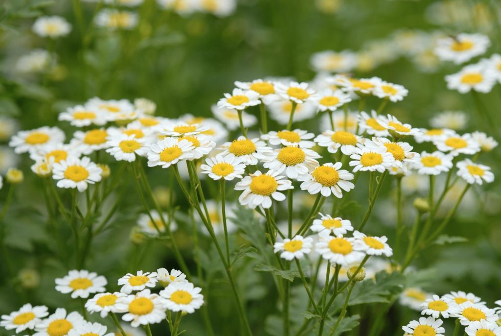 Tumbuhan Chamomile (Sumber: thespruce.com)