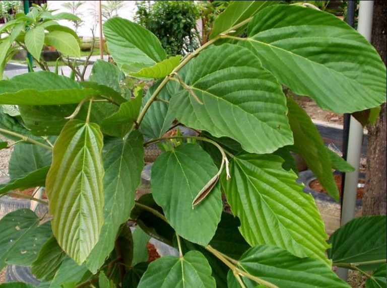 Daun Apa-Apa sebagai kandidat antikanker rahim dan payudara. (Sumber: Line1News.com)