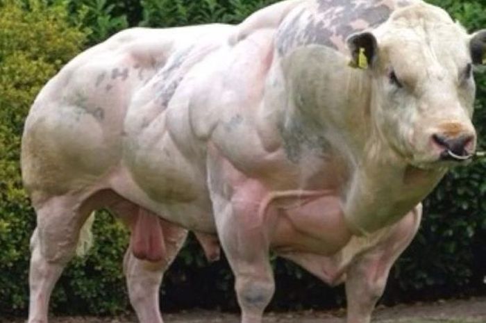 Ilustrasi sapi Belgian Blue (Foto: agropustaka)