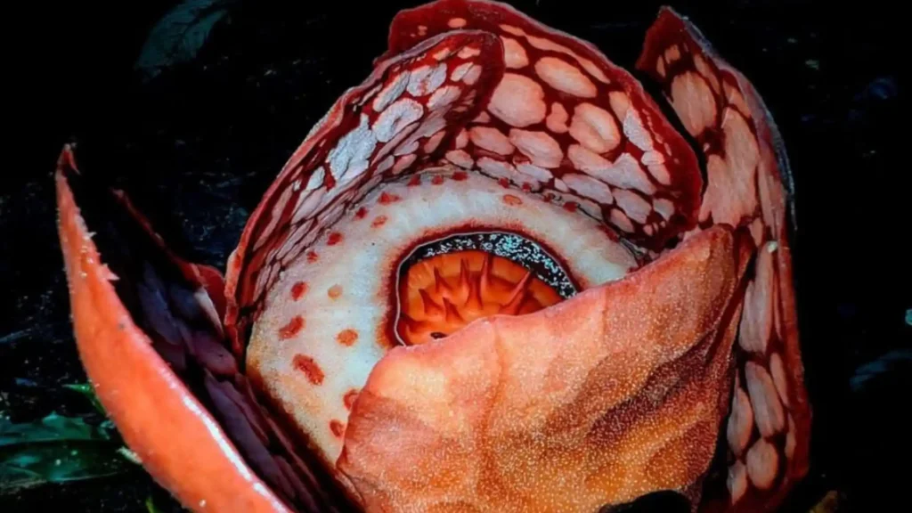 Illustration of Rafflesia hasseltii (Photo: Instagram @illustratingbotanist)