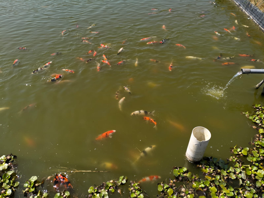 Kondisi kolam ikan Koi di Desa Sumberingin, Kabupaten Blitar (dokumentasi pribadi)