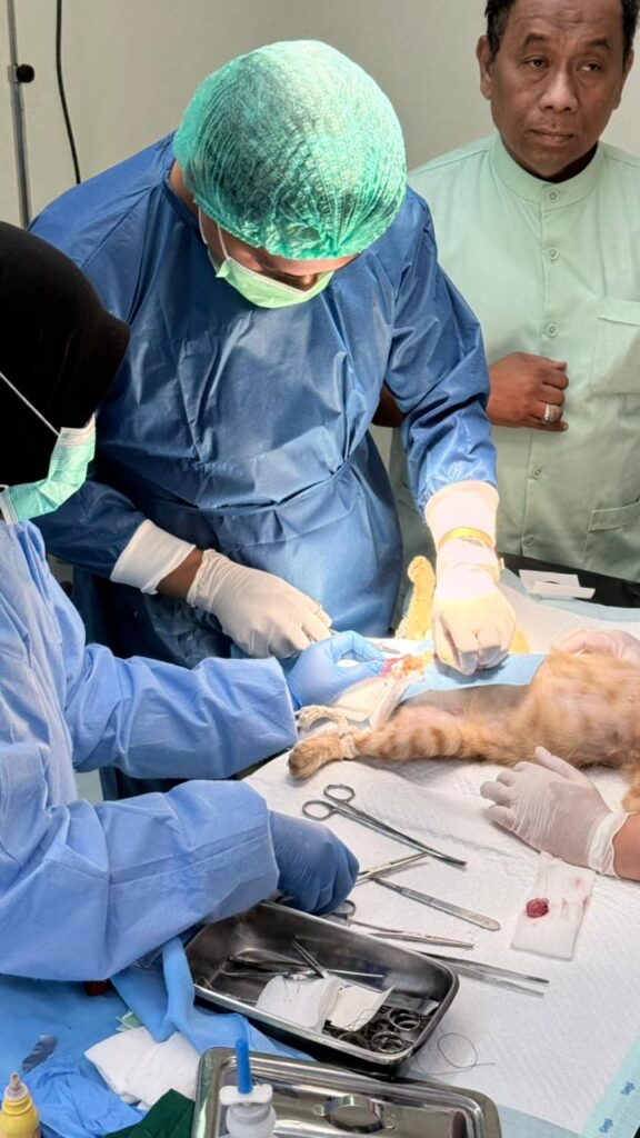 Veterinarians perform a sterilization procedure on a cat in a fully equipped operating room