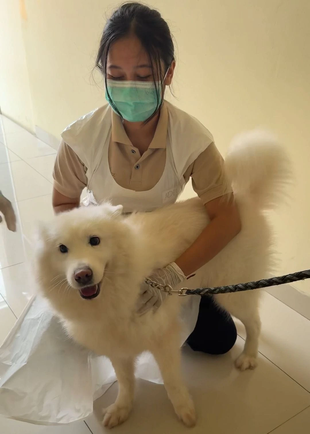 Veterinary staff attend to animals at the RSH pet hotel during the Eid holiday period. (Photo: Universitas Airlangga Animal Hospital Documentation)