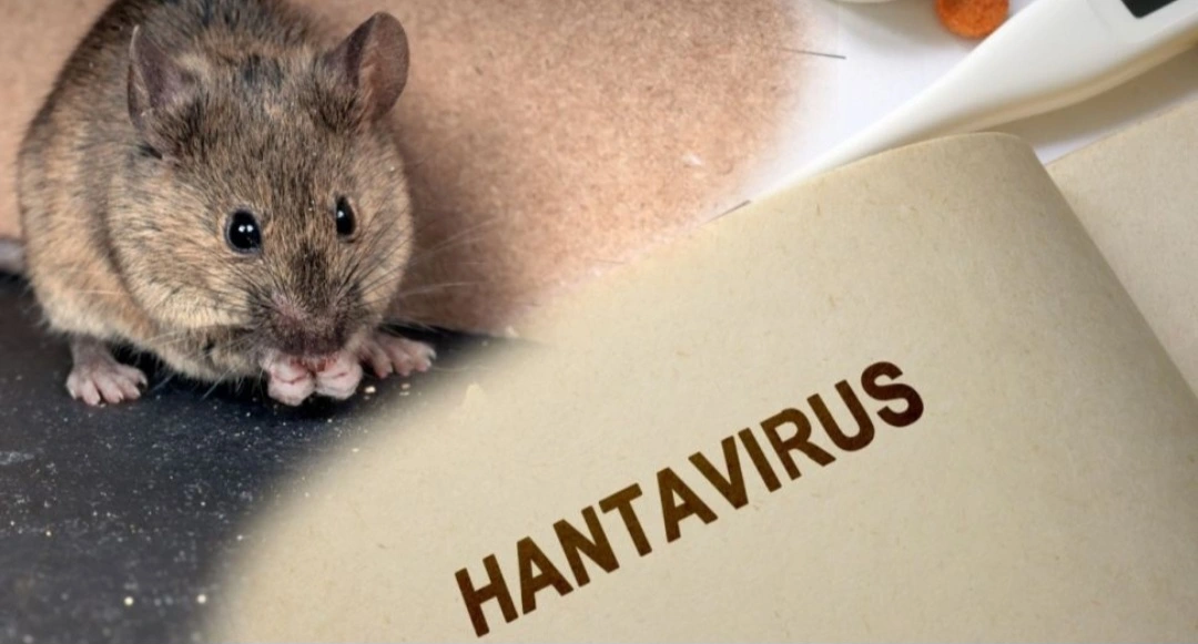 Illustration of hantavirus transmission through rodents.